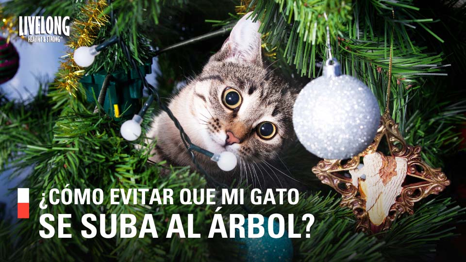 ¿Cómo evitar que mi gato se suba al árbol de Navidad?