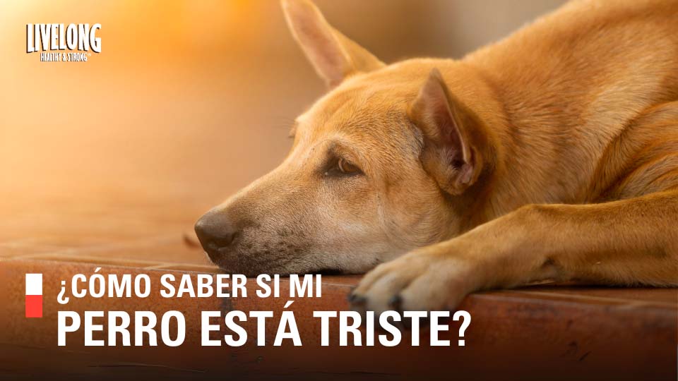 ¿Cómo saber si mi perro está triste?