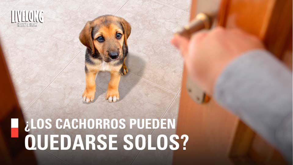 Mi perro no puede quedarse solo