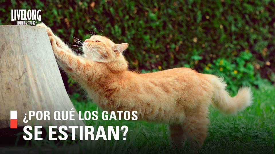 ¿Por qué los gatos se estiran?