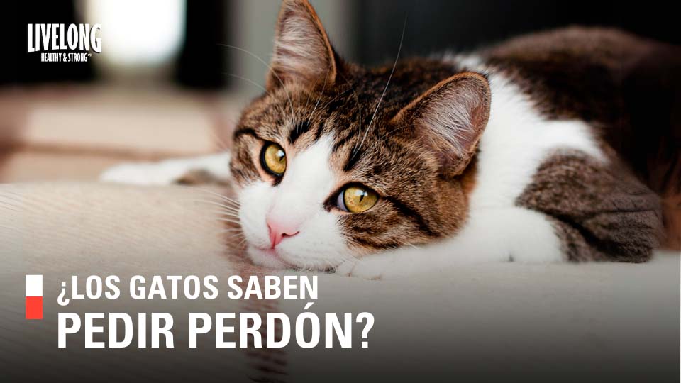 ¿Los gatos saben pedir perdón?