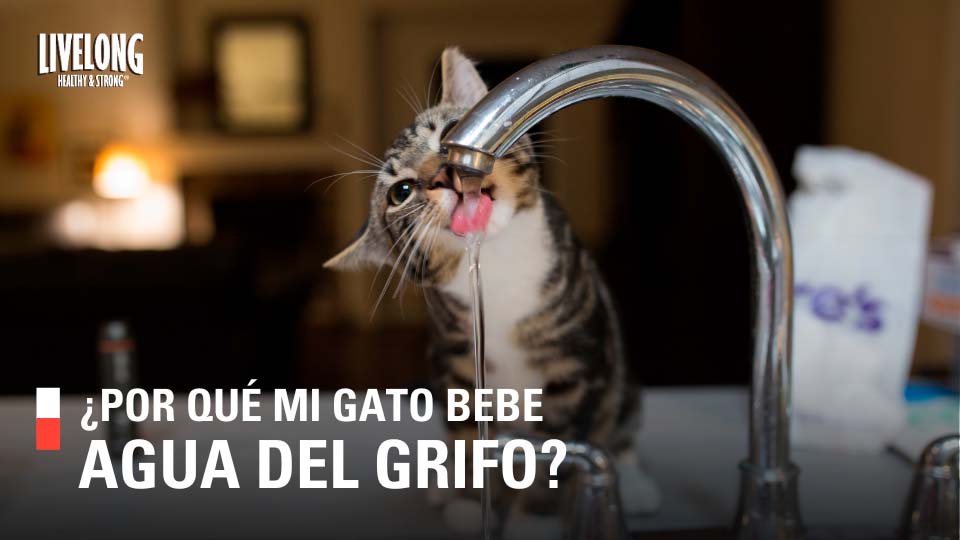 ¿Por qué mi gato bebe agua del grifo?