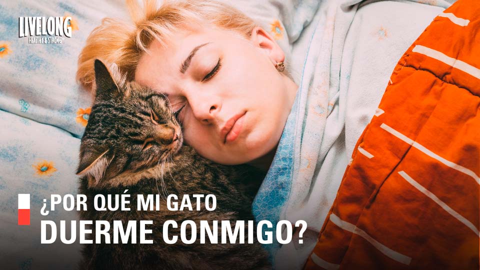 ¿Por qué mi gato duerme conmigo?