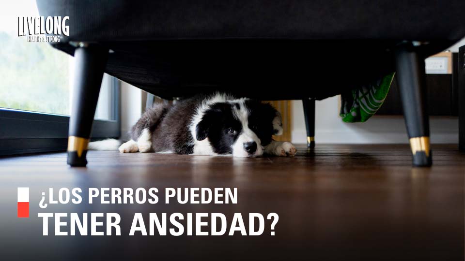 ¿Los perros pueden tener ansiedad?