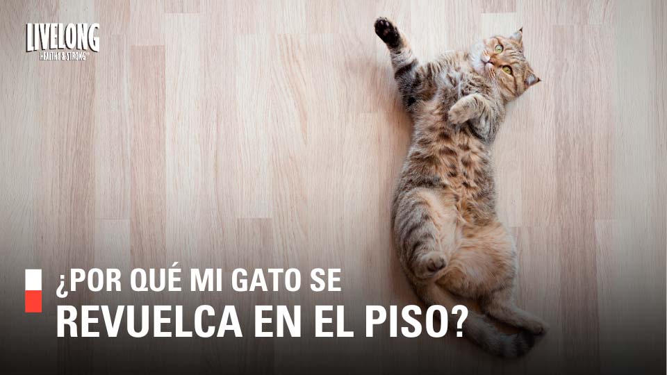 ¿Por qué los gatos tiran cosas al piso?