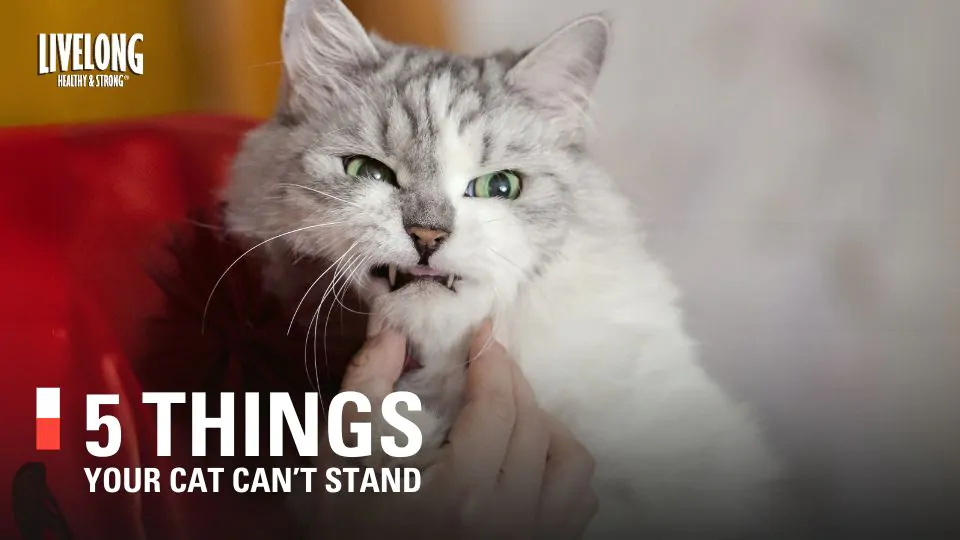 5 Things Your Cat Hates